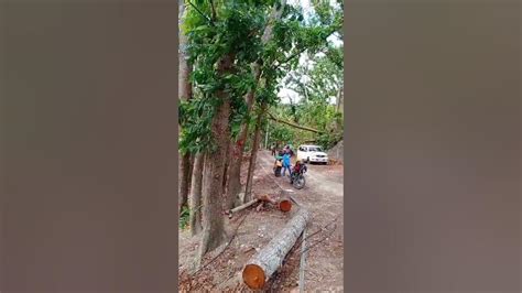 bsp camp lahug cebu city|Forest within the City .